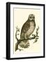 Nozeman Owls II-Nozeman-Framed Art Print