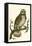 Nozeman Owls II-Nozeman-Framed Stretched Canvas
