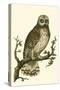 Nozeman Owls II-Nozeman-Stretched Canvas