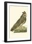 Nozeman Owls III-Nozeman-Framed Art Print