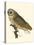 Nozeman Owls IV-Nozeman-Stretched Canvas