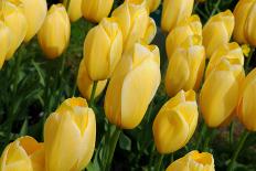 Yellow Tulips-nphotographer-Photographic Print