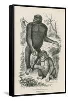 Nshiego Mbouve and Young, Troglodytes Calvu-null-Framed Stretched Canvas