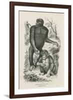 Nshiego Mbouve and Young, Troglodytes Calvu-null-Framed Giclee Print