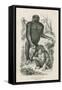 Nshiego Mbouve and Young, Troglodytes Calvu-null-Framed Stretched Canvas