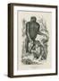 Nshiego Mbouve and Young, Troglodytes Calvu-null-Framed Giclee Print