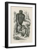 Nshiego Mbouve and Young, Troglodytes Calvu-null-Framed Giclee Print