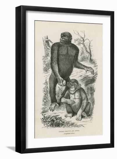 Nshiego Mbouve and Young, Troglodytes Calvu-null-Framed Giclee Print