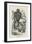 Nshiego Mbouve and Young, Troglodytes Calvu-null-Framed Giclee Print