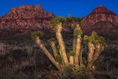 Light Painted Joshua Tree-nstanev-Photographic Print