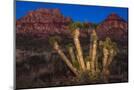 Wood Mount
