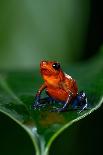 Strawberry Poison-Dart Frog (Oophaga Pumilio) - Stock Photo-NTCo-Photographic Print