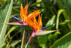 Colorful of Bird of Paradise Flower Blossom in Botanic Garden-ntdanai-Photographic Print