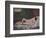 'Nu couché', mid 19th century, (1937)-Gustave Courbet-Framed Giclee Print