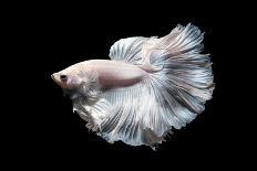 Betta Fish,Siamese Fighting Fish in Movement Isolated on Black Background.-Nuamfolio-Photographic Print