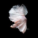 Colourful Betta Fish,Siamese Fighting Fish in Movement Isolated on Black Background.-Nuamfolio-Mounted Photographic Print