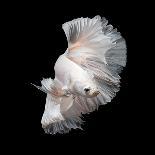 Colourful Betta Fish,Siamese Fighting Fish in Movement Isolated on Black Background-Nuamfolio-Stretched Canvas