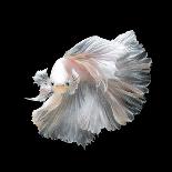 Close up of White Platinum Betta Fish or Siamese Fighting Fish in Movement Isolated on Black Backgr-Nuamfolio-Photographic Print