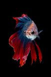 Close up of White Platinum Betta Fish or Siamese Fighting Fish in Movement Isolated on Black Backgr-Nuamfolio-Mounted Photographic Print