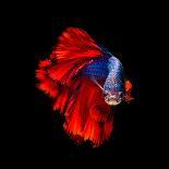 Close up of White Platinum Betta Fish or Siamese Fighting Fish in Movement Isolated on Black Backgr-Nuamfolio-Photographic Print