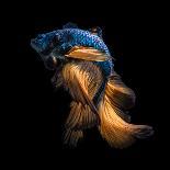 Colourful Betta Fish,Siamese Fighting Fish in Movement Isolated on Black Background.-Nuamfolio-Laminated Photographic Print