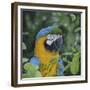 Nuanced-Luis Aguirre-Framed Giclee Print