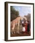 Nubian Giraffe, 1827-Jacques-Laurent Agasse-Framed Art Print