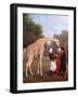 Nubian Giraffe, 1827-Jacques-Laurent Agasse-Framed Art Print