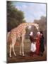 Nubian Giraffe, 1827-Jacques-Laurent Agasse-Mounted Art Print