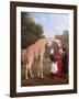 Nubian Giraffe, 1827-Jacques-Laurent Agasse-Framed Art Print