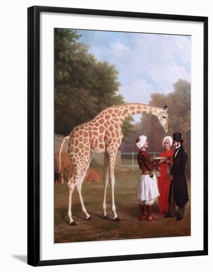 Nubian Giraffe, 1827-Jacques-Laurent Agasse-Framed Art Print