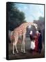 Nubian Giraffe-Jacques-Laurent Agasse-Framed Stretched Canvas