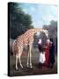 Nubian Giraffe-Jacques-Laurent Agasse-Stretched Canvas