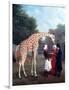 Nubian Giraffe-Jacques-Laurent Agasse-Framed Giclee Print