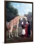 Nubian Giraffe-Jacques-Laurent Agasse-Framed Giclee Print