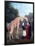 Nubian Giraffe-Jacques-Laurent Agasse-Framed Giclee Print