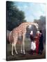 Nubian Giraffe-Jacques-Laurent Agasse-Stretched Canvas