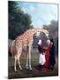 Nubian Giraffe-Jacques-Laurent Agasse-Mounted Giclee Print