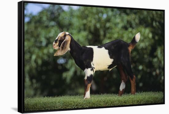 Nubian Goat-DLILLC-Framed Stretched Canvas