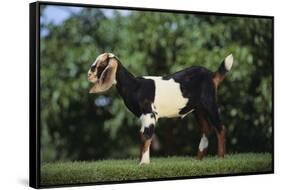 Nubian Goat-DLILLC-Framed Stretched Canvas
