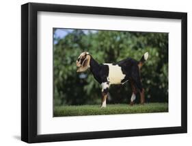 Nubian Goat-DLILLC-Framed Photographic Print
