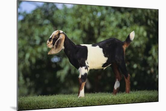 Nubian Goat-DLILLC-Mounted Photographic Print