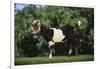 Nubian Goat-DLILLC-Framed Photographic Print