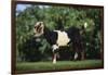 Nubian Goat-DLILLC-Framed Photographic Print