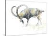Nubian Ibex, 2008-Mark Adlington-Stretched Canvas