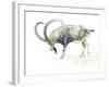 Nubian Ibex, 2008-Mark Adlington-Framed Giclee Print