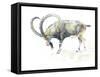 Nubian Ibex, 2008-Mark Adlington-Framed Stretched Canvas