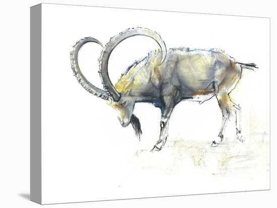 Nubian Ibex, 2008-Mark Adlington-Stretched Canvas