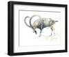 Nubian Ibex, 2008-Mark Adlington-Framed Giclee Print