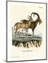 Nubian Ibex-null-Mounted Premium Giclee Print